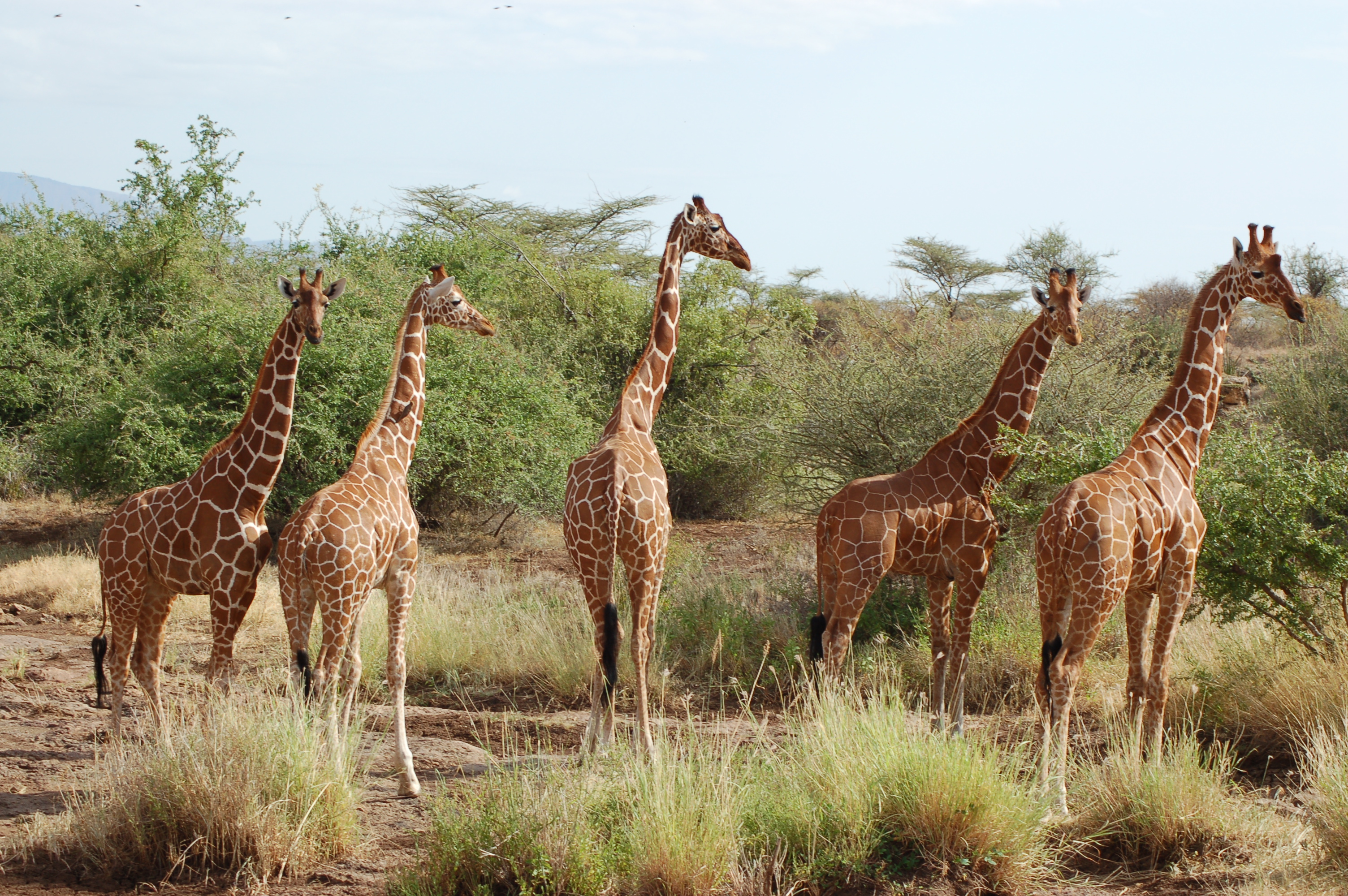 dana-safaris-best-game-parks-and-reserves-in-kenya