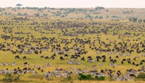 Best Game Parks and Reserves in Kenya