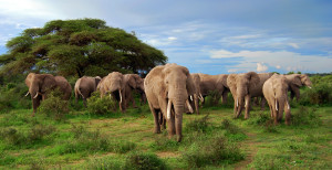 Best Game parks and Reserves in Tanzania