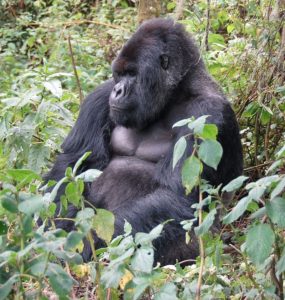 Rwanda Gorilla Safaris Package