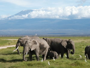 Amboseli Kenya safari