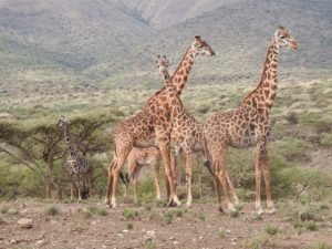 Wild Treasures of Kenya Safari