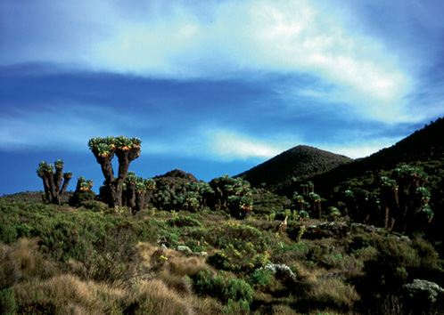 Kilimanjaro Climb Marangu Route