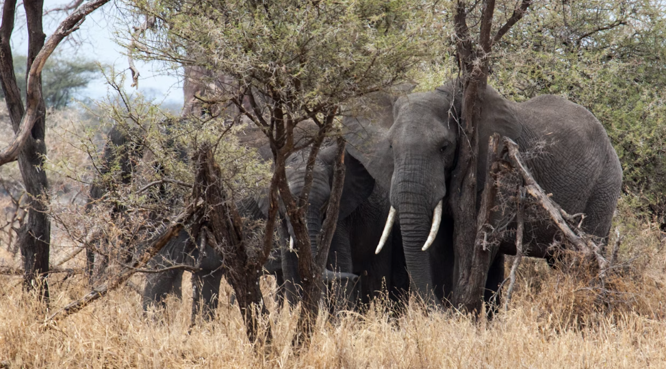 Screenshot 2024-06-15 19.50.09